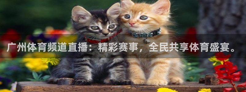 广州体育频道直播：精彩赛事，全民共享体育盛宴。