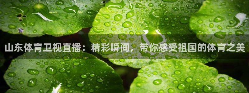 山东体育卫视直播：精彩瞬间，带你感受祖国的体育之美