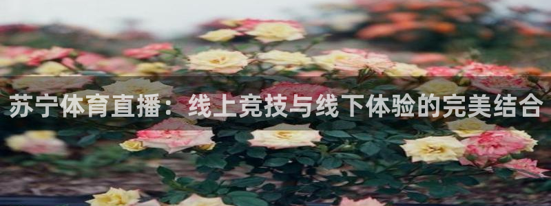 苏宁体育直播：线上竞技与线下体验的完美结合